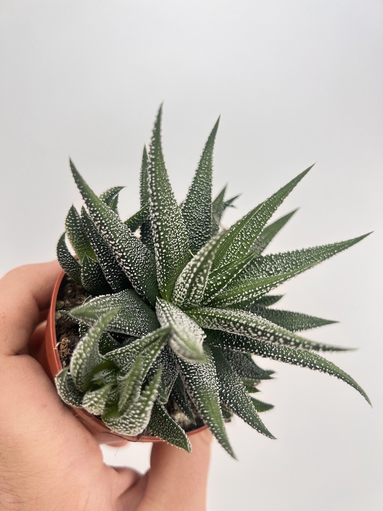 Haworthia limifolia x longiana