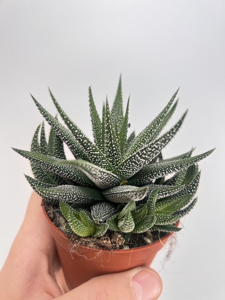 Haworthia limifolia x longiana