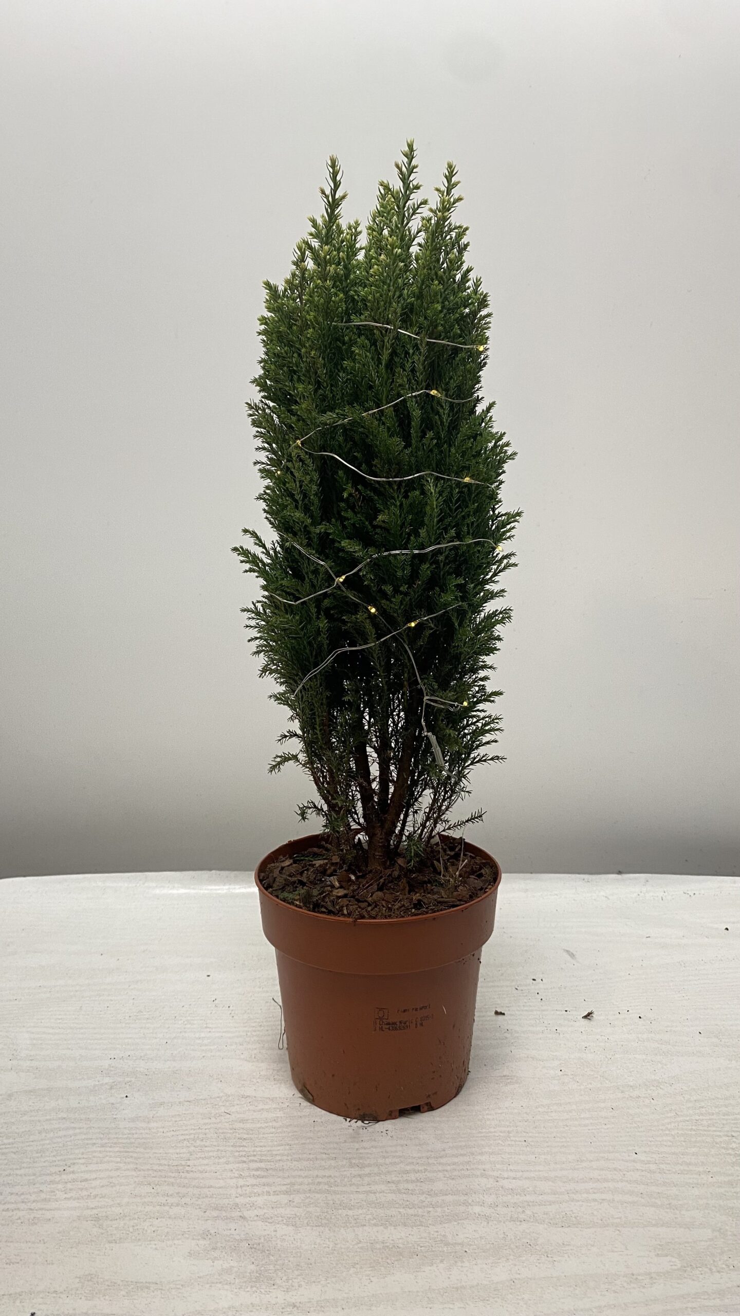 Cyprys Lawsona Snow White Z uroczymi Lampkami