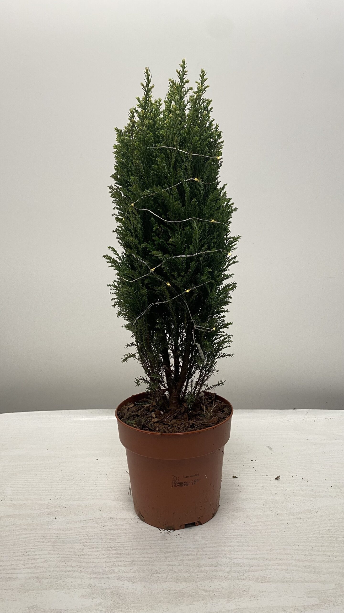 Cyprys Lawsona Snow White Z uroczymi Lampkami