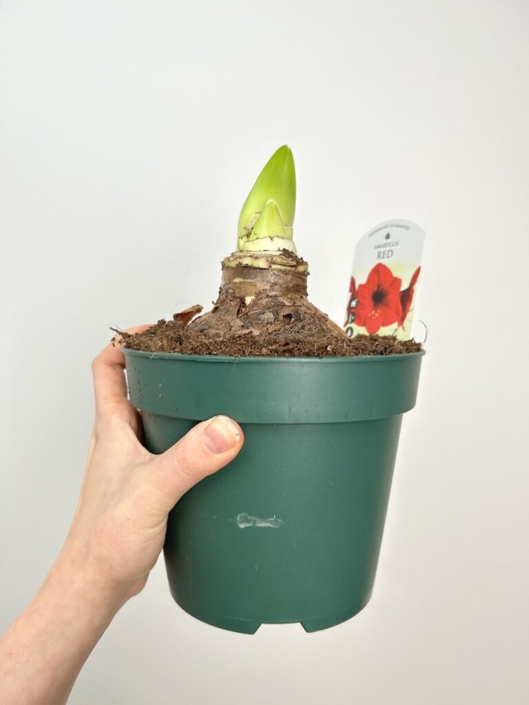 Amarylis hippeastrum Red