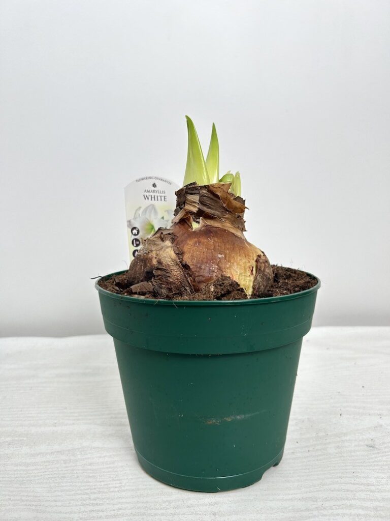 Amarylis hippeastrum White