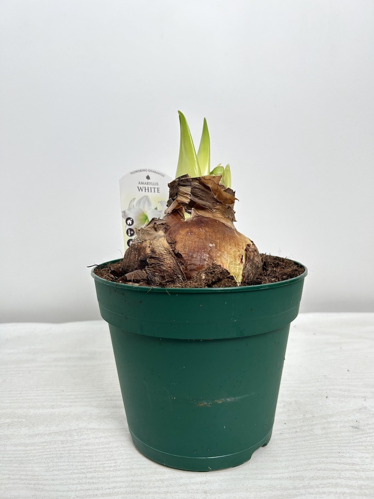 Amarylis hippeastrum White