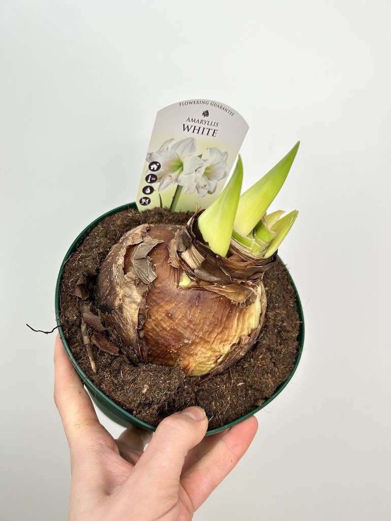 Amarylis hippeastrum White