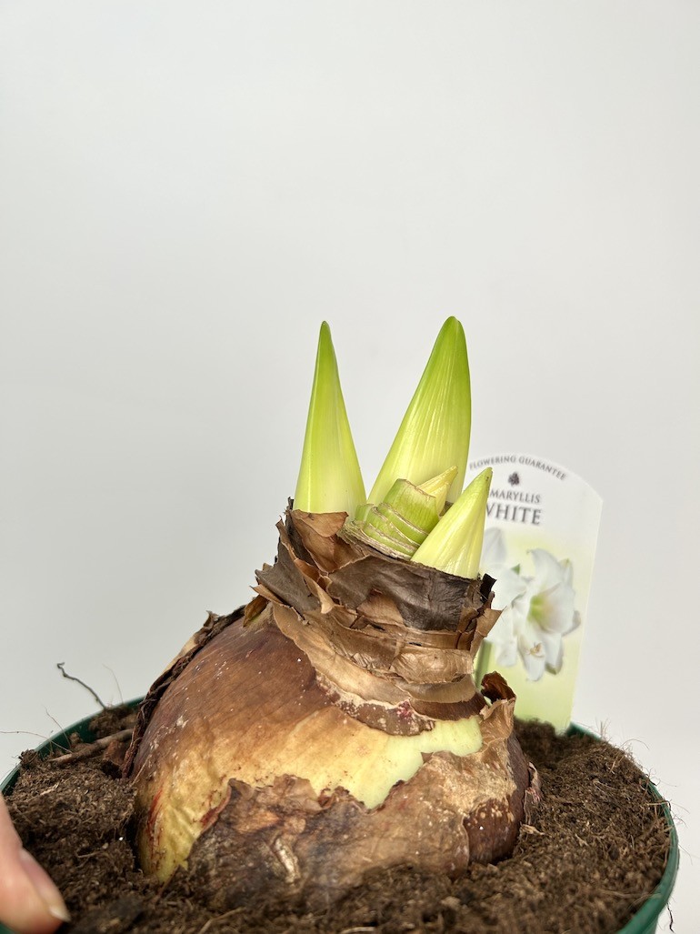 Amarylis hippeastrum White