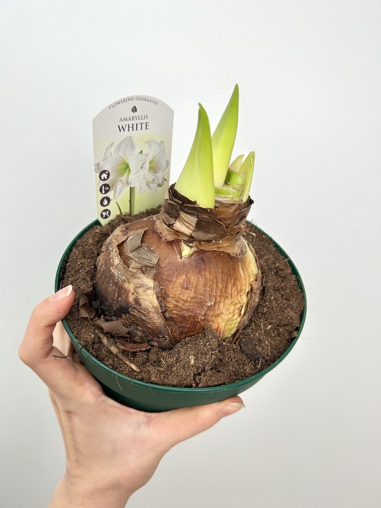 Amarylis hippeastrum White