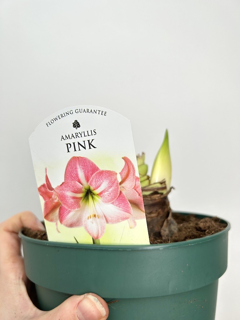 Amarylis Pink XXL