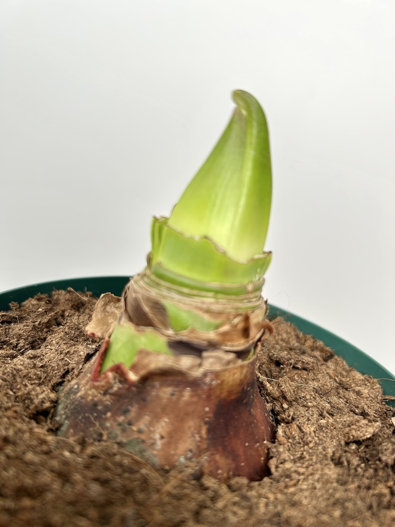 Amarylis hippeastrum Red