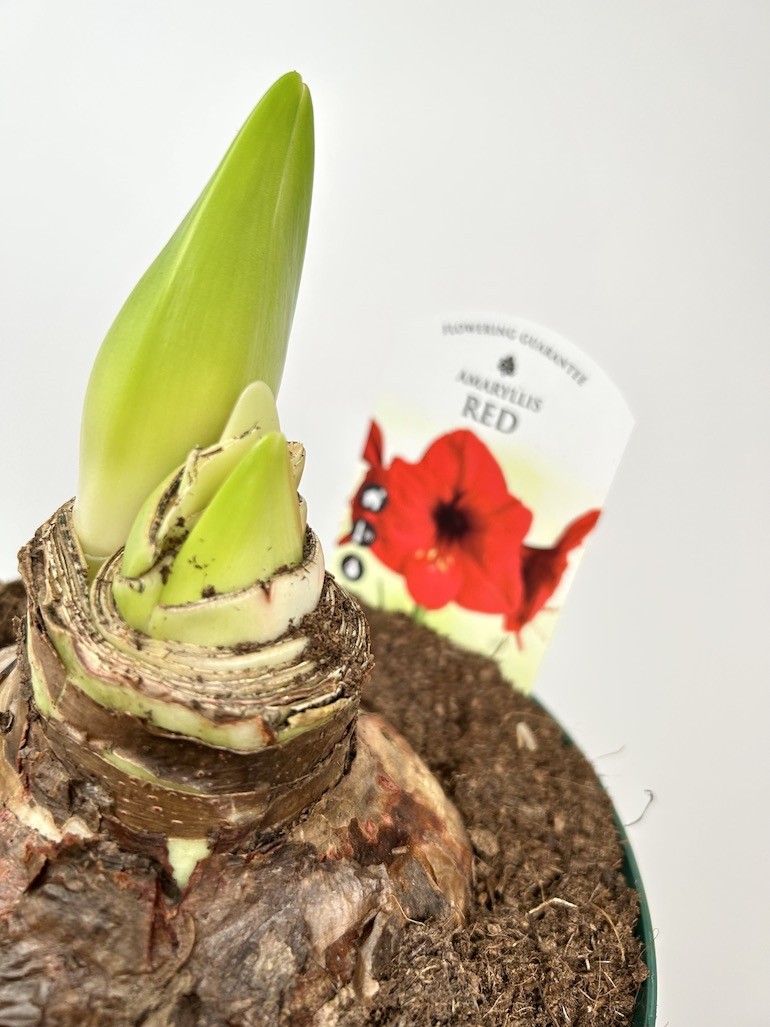 Amarylis hippeastrum Red