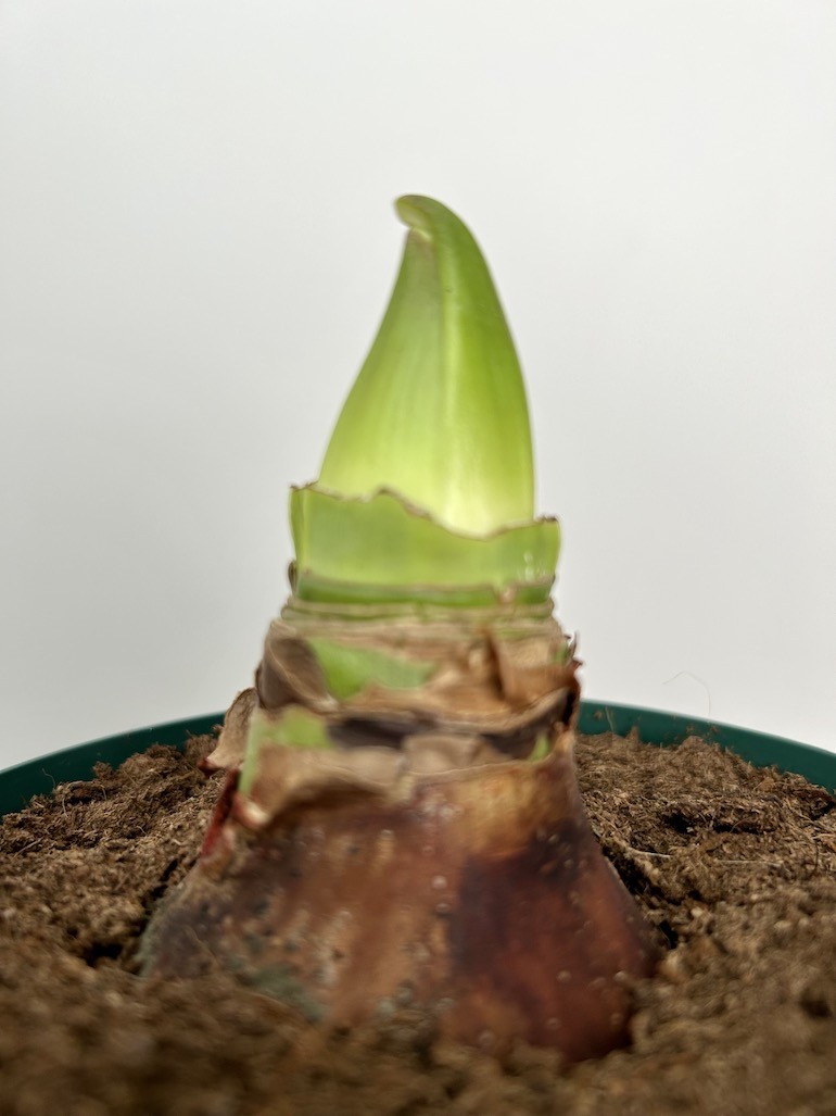 Amarylis hippeastrum Red