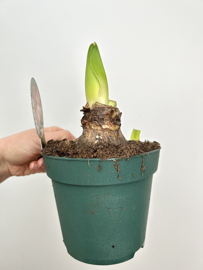 Amarylis hippeastrum Red