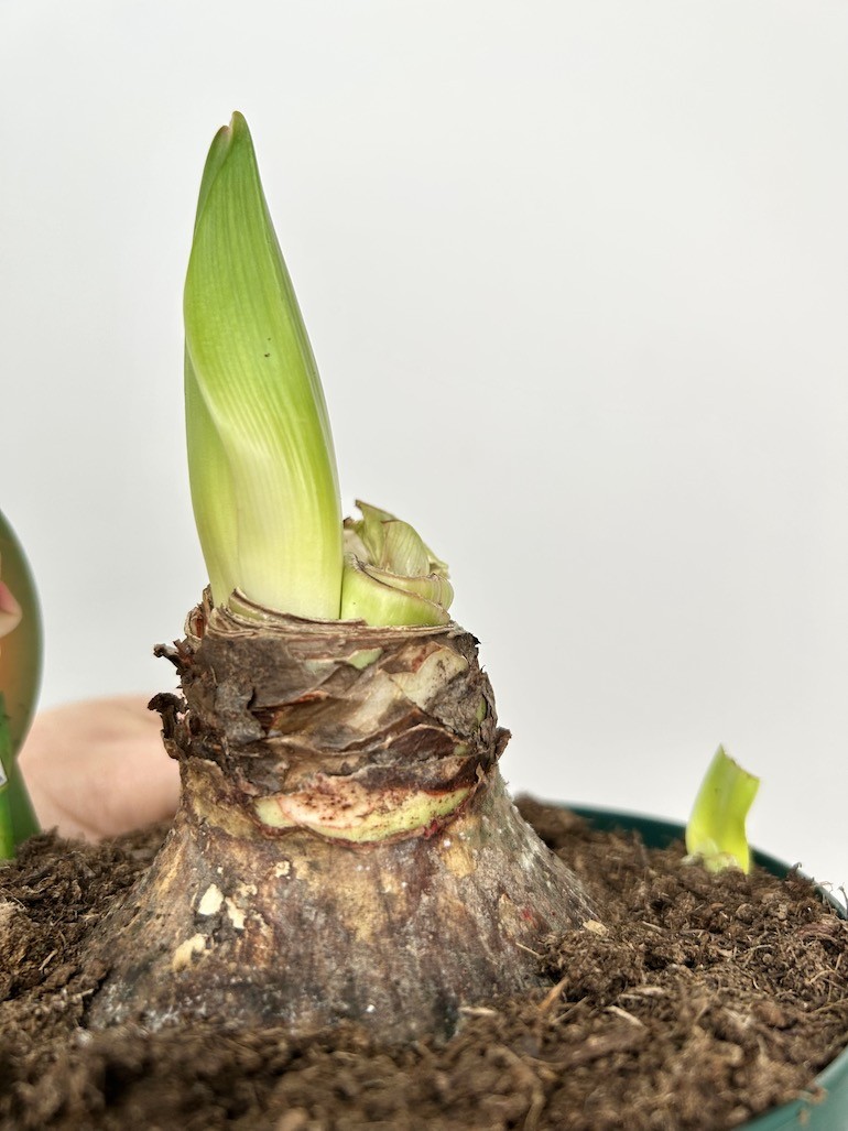 Amarylis hippeastrum Red