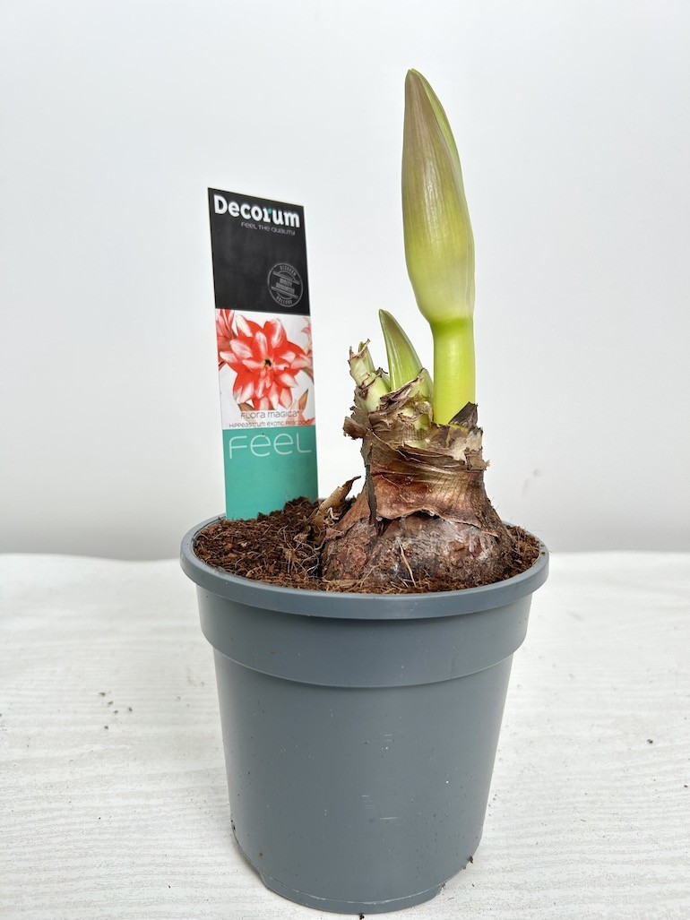 Amarylis Exotic Peacock