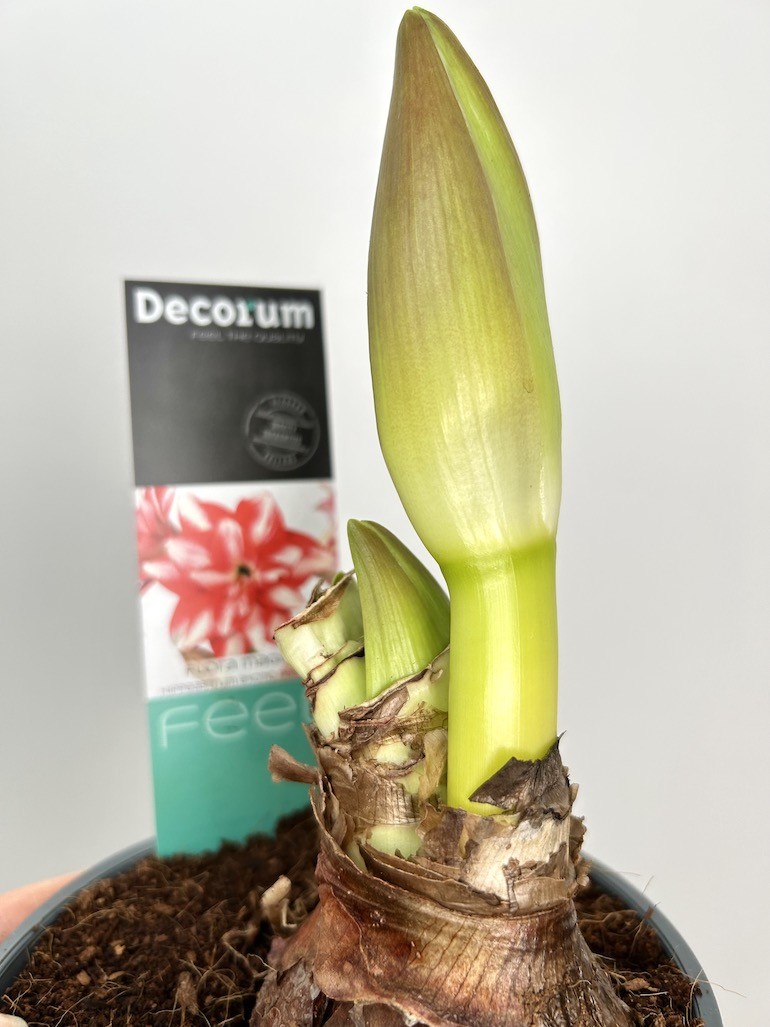 Amarylis Exotic Peacock