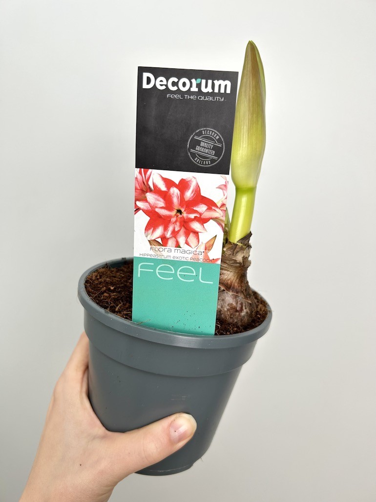 Amarylis Exotic Peacock