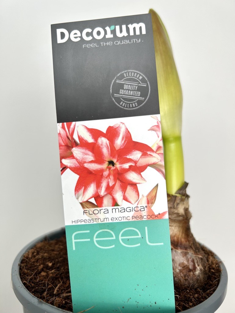 Amarylis Exotic Peacock