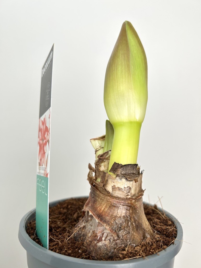 Amarylis Exotic Peacock