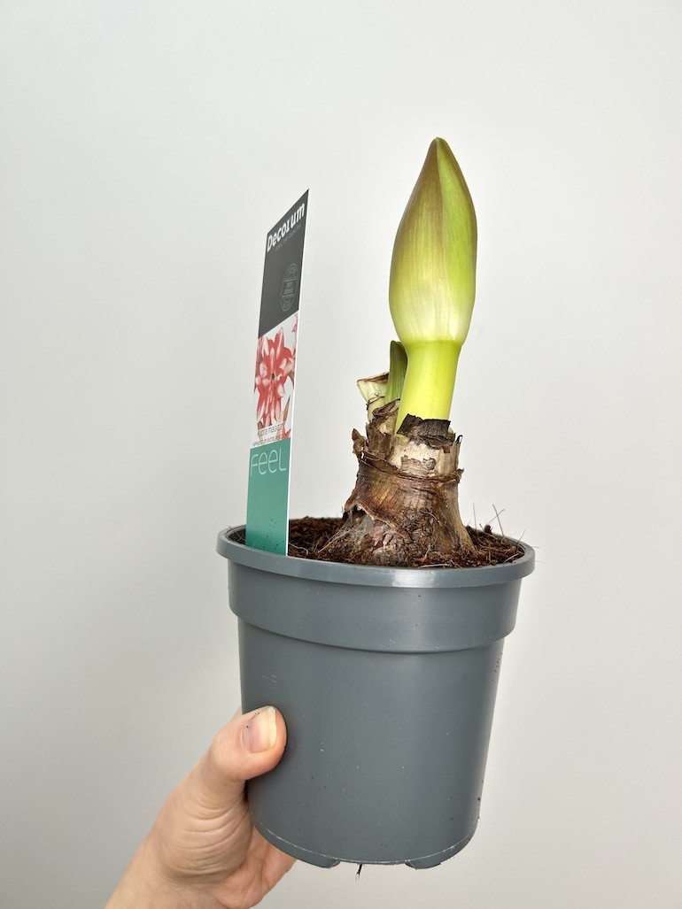 Amarylis Exotic Peacock