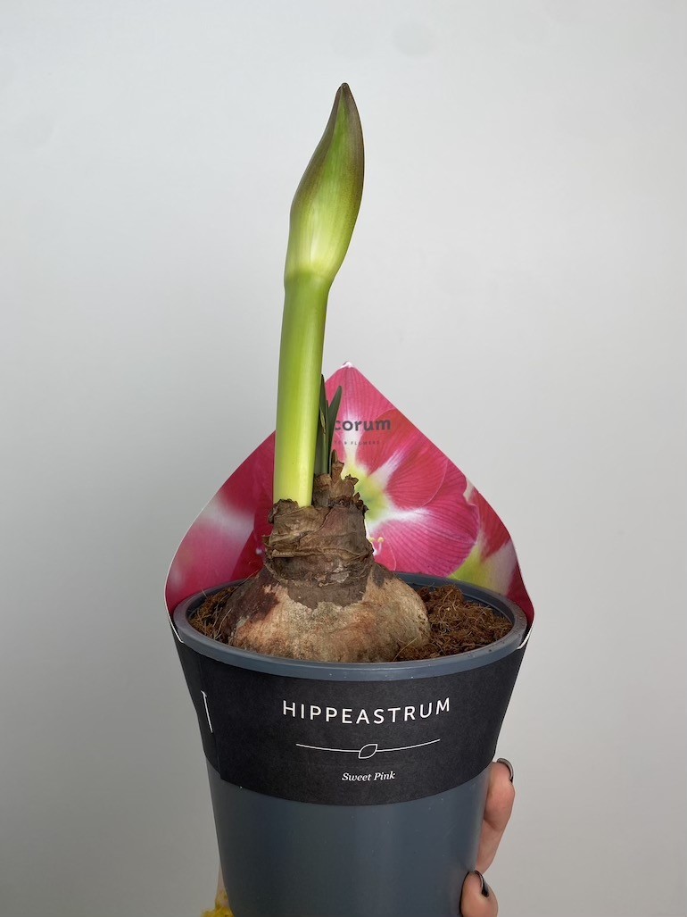 Amarylis Sweet Pink