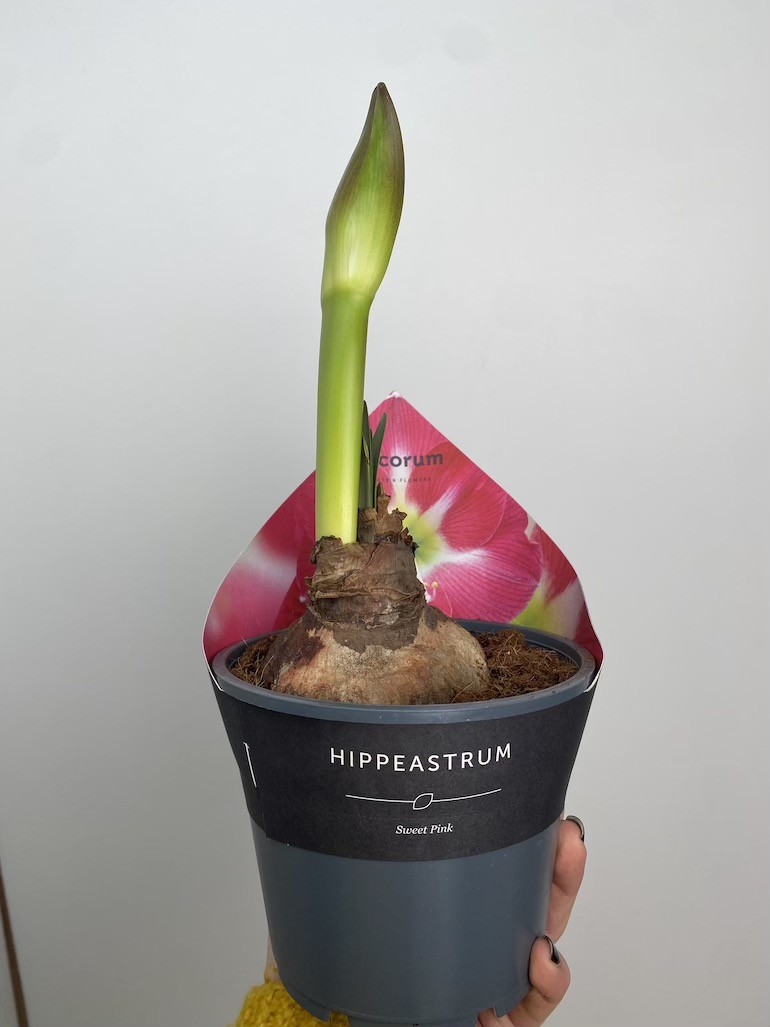 Amarylis Sweet Pink
