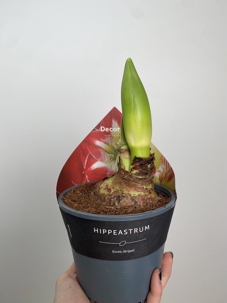 Amarylis Exotic Striped