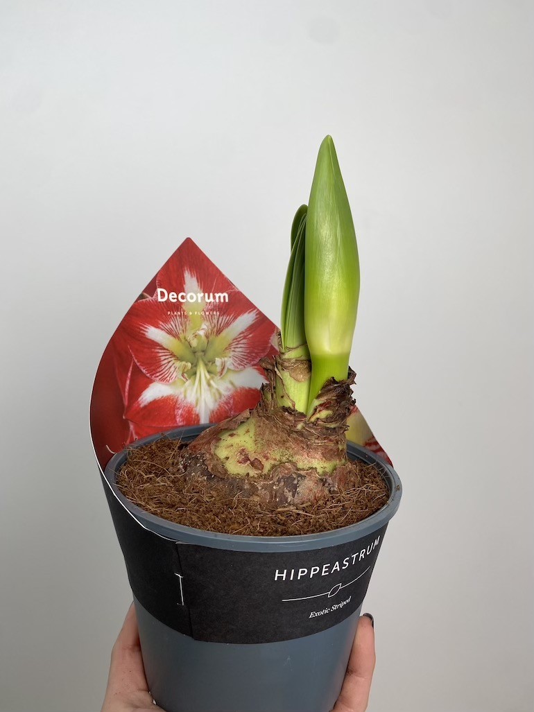 Amarylis Exotic Striped