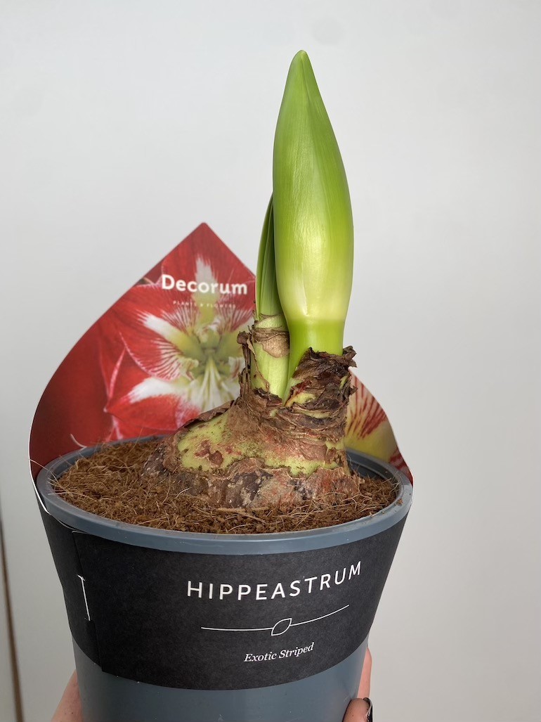 Amarylis Exotic Striped