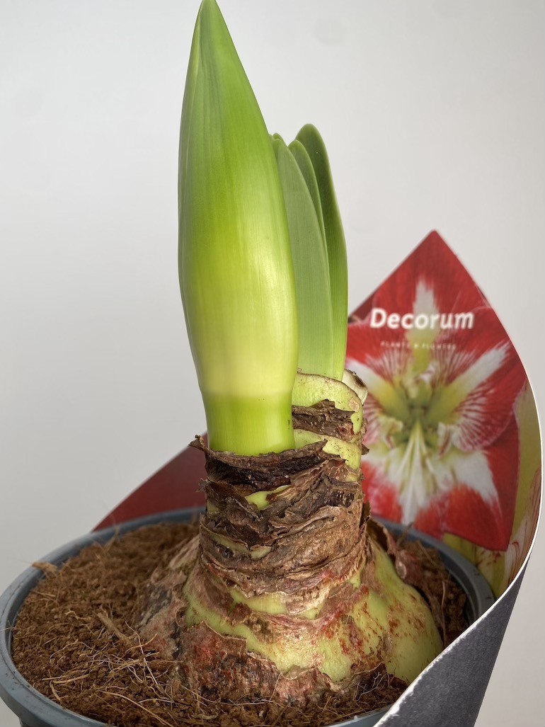 Amarylis Exotic Striped