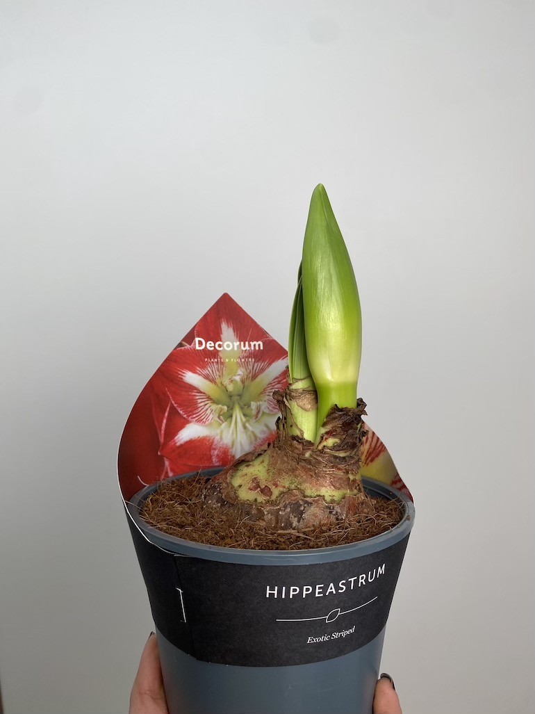 Amarylis Exotic Striped