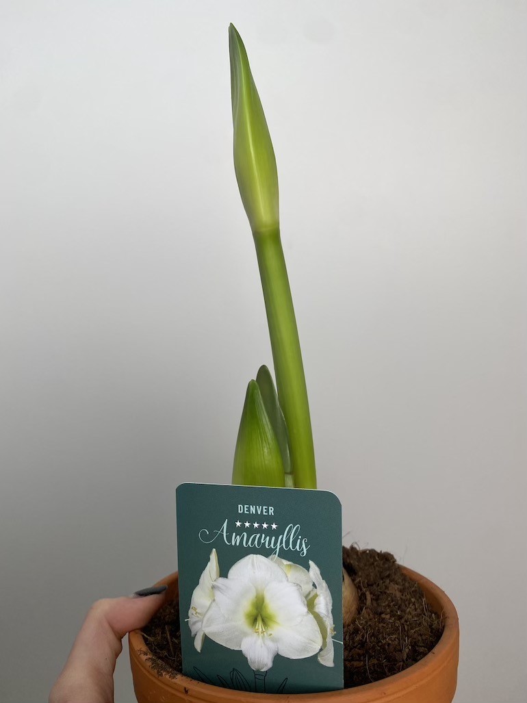 Amarylis Denver