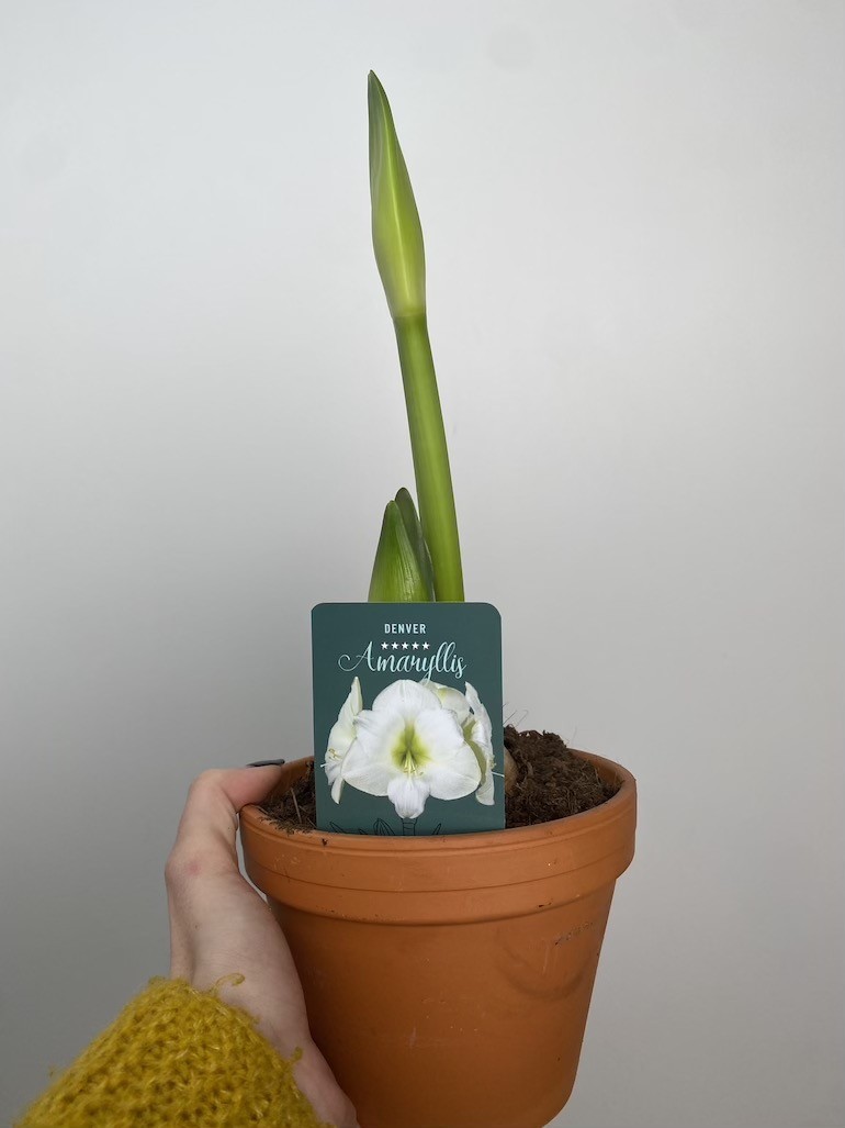 Amarylis Denver