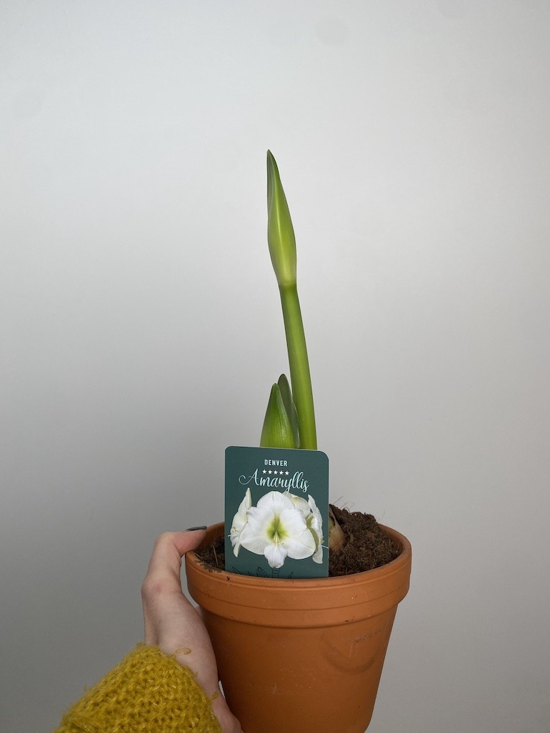 Amarylis Denver