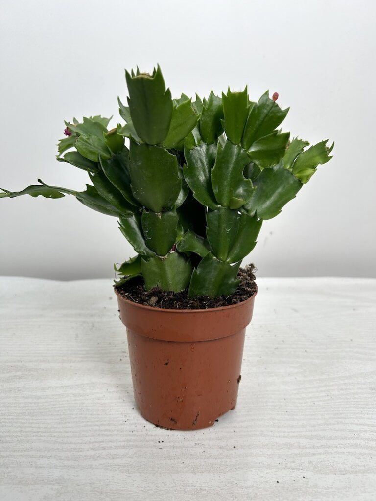Schlumbergera | Grudnik Roślina Kwitnąca w Zimie!