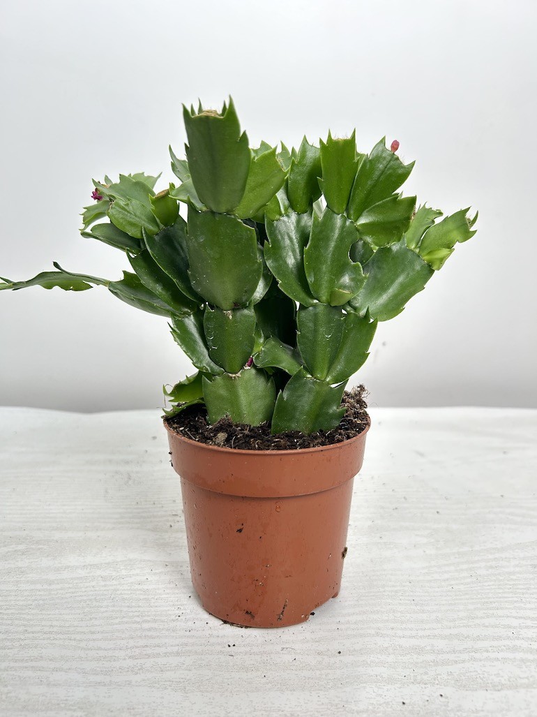 Schlumbergera | Grudnik Roślina Kwitnąca w Zimie!