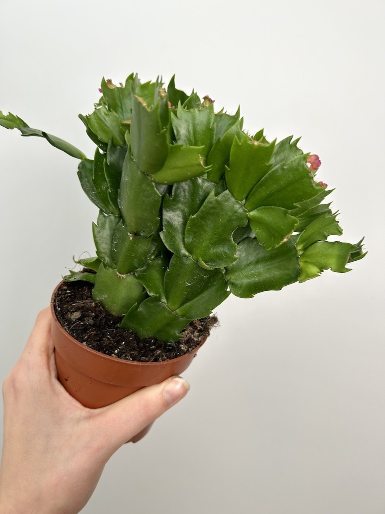 Schlumbergera | Grudnik Roślina Kwitnąca w Zimie!