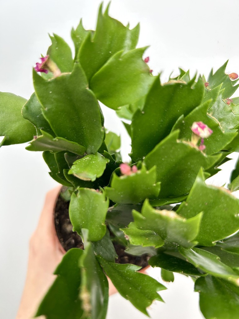 Schlumbergera | Grudnik Roślina Kwitnąca w Zimie!