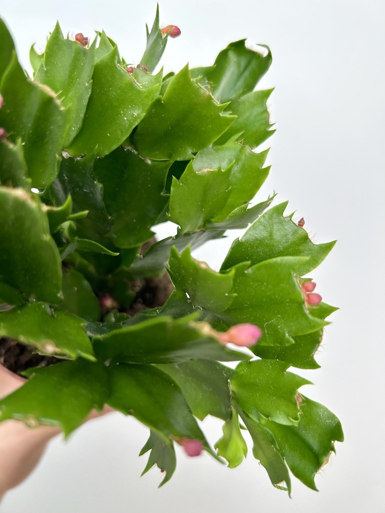 Schlumbergera | Grudnik Roślina Kwitnąca w Zimie!