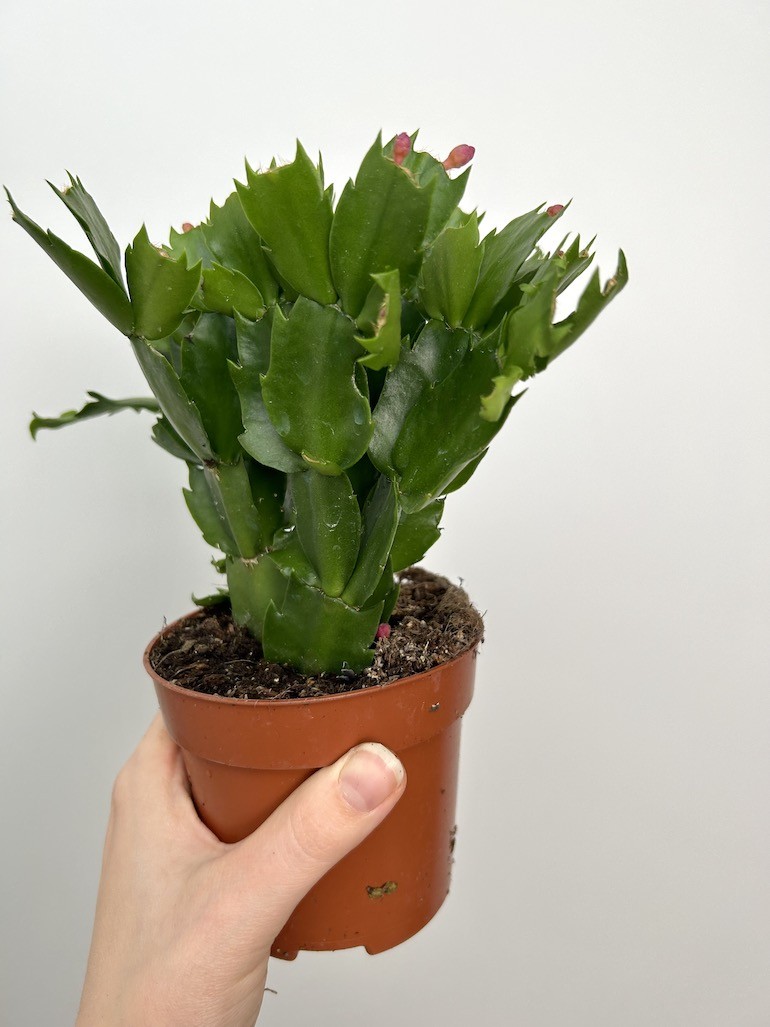 Schlumbergera | Grudnik Roślina Kwitnąca w Zimie!