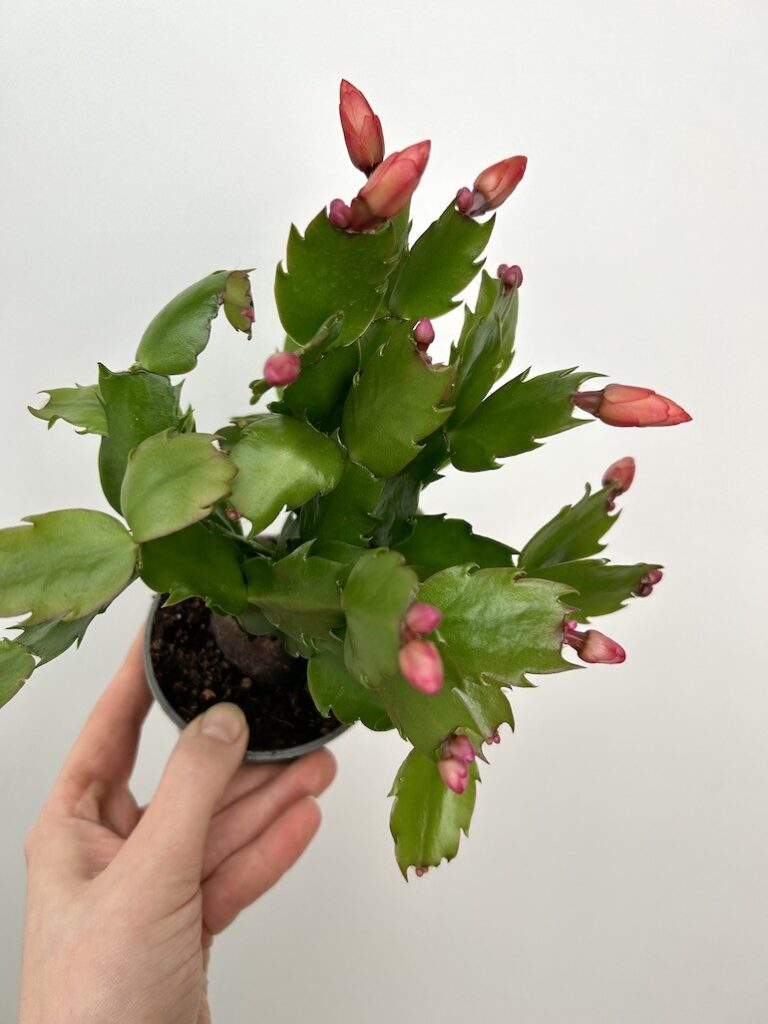 Schlumbergera | Grudnik Roślina Kwitnąca w Zimie!