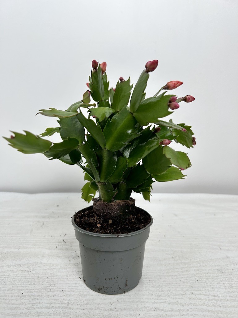 Schlumbergera Grudnik Fioletowe kwiaty