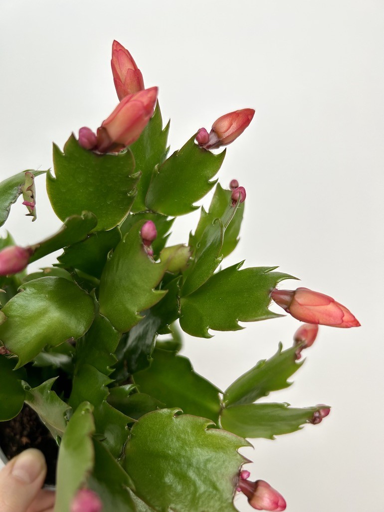 Schlumbergera Grudnik Fioletowe kwiaty