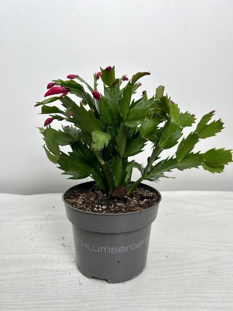 Schlumbergera | Grudnik Roślina Kwitnąca w Zimie!