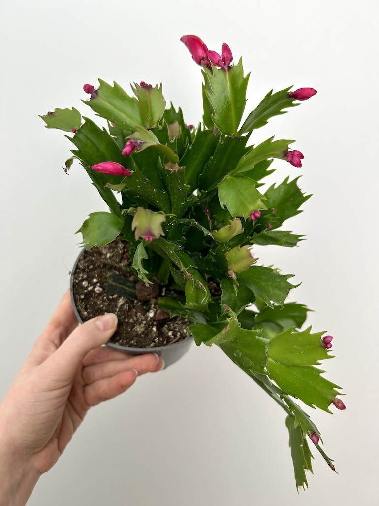 Schlumbergera bordowe kwiaty