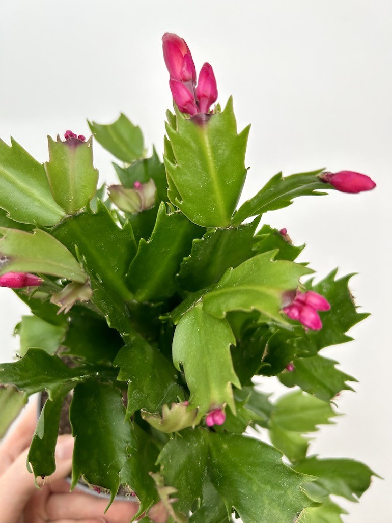 Schlumbergera bordowe kwiaty
