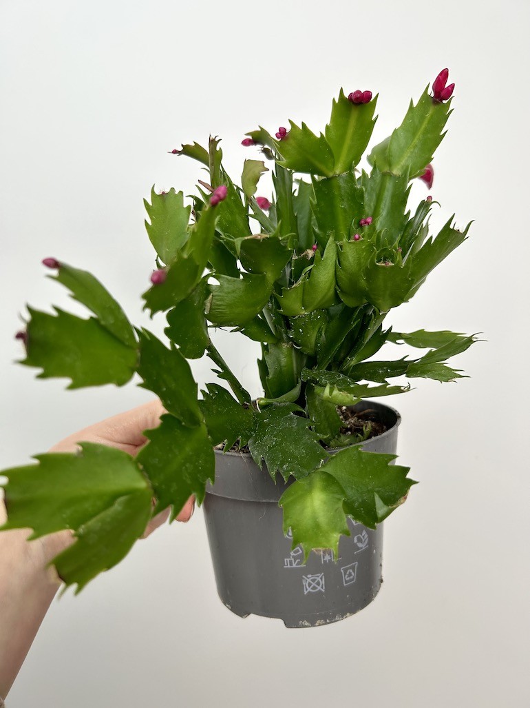 Schlumbergera bordowe kwiaty