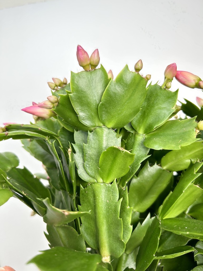 Schlumbergera | Grudnik Roślina Kwitnąca w Zimie!