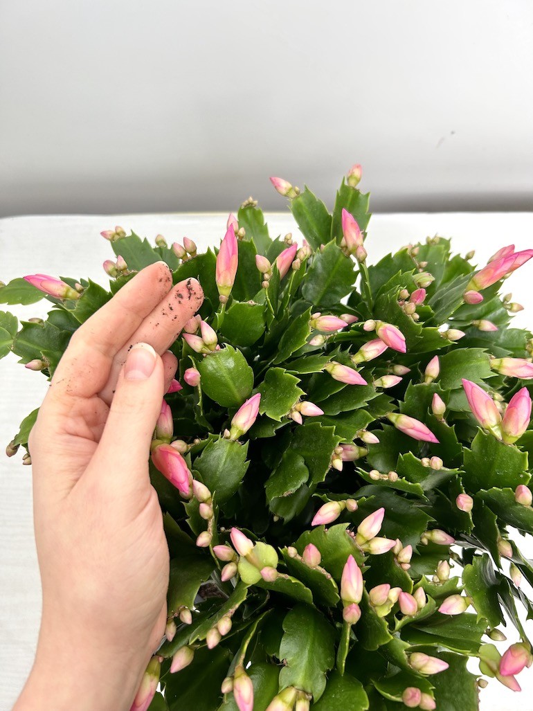 Schlumbergera | Grudnik Roślina Kwitnąca w Zimie!