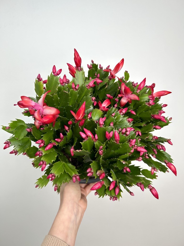 Schlumbergera | Grudnik Roślina Kwitnąca w Zimie!