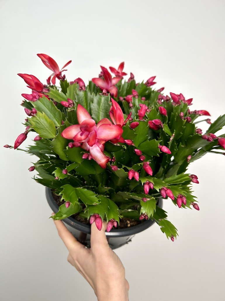 Schlumbergera | Grudnik Roślina Kwitnąca w Zimie!