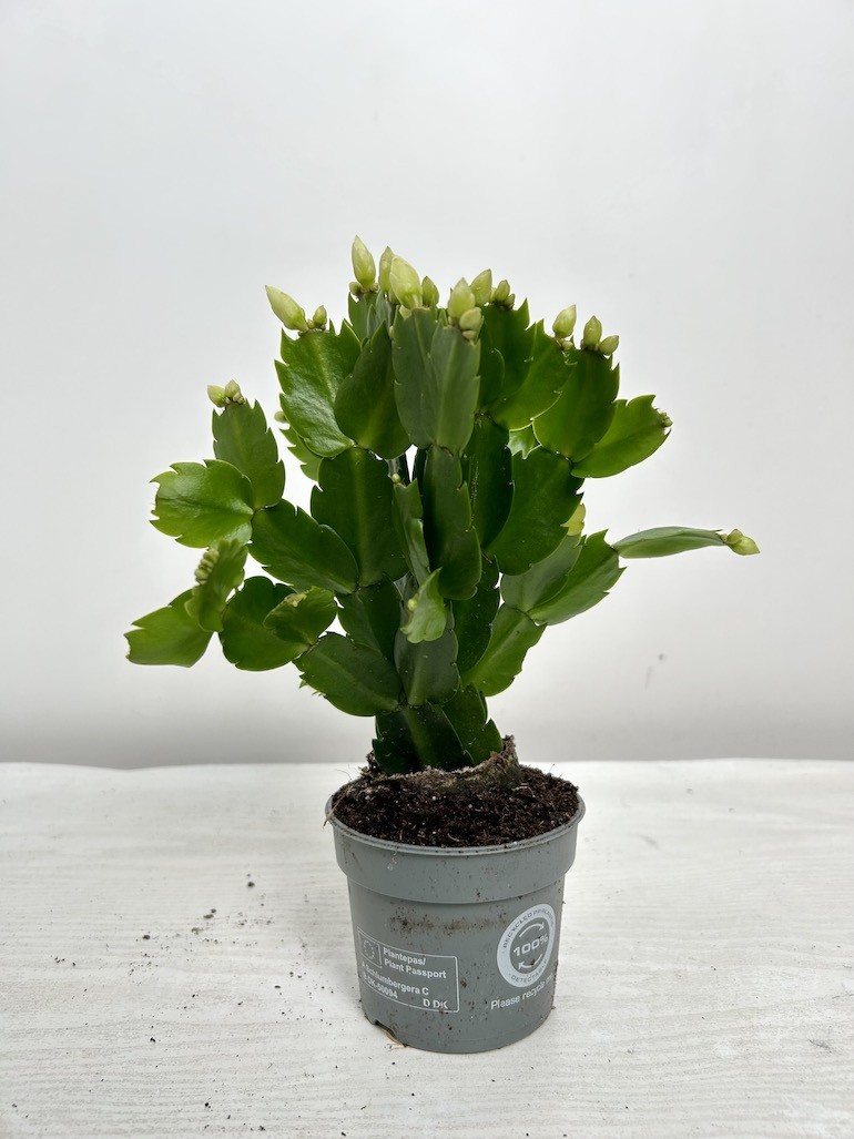 Schlumbergera białe kwiaty